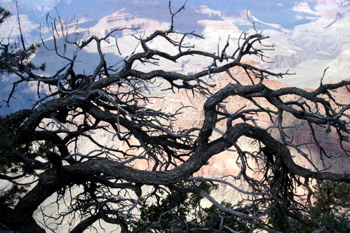 Grand Canyon thru tree.jpg