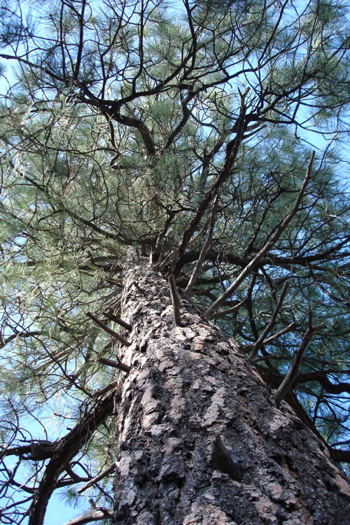 Grand Pine Tree.jpg